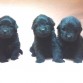 Cachorritos Terranova 1 mes